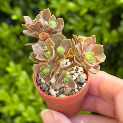 小人の渚 ミックスベリア おらいさん苗 多肉植物 多肉植物