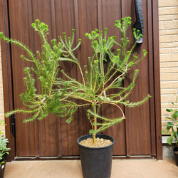ユーカリ　ポポラス　スクエア型テラコッタ鉢植え　苗　シンボルツリー 可愛い♪ユーカリ ポポラス テラコッタ鉢植え 苗 シンボルツリーに