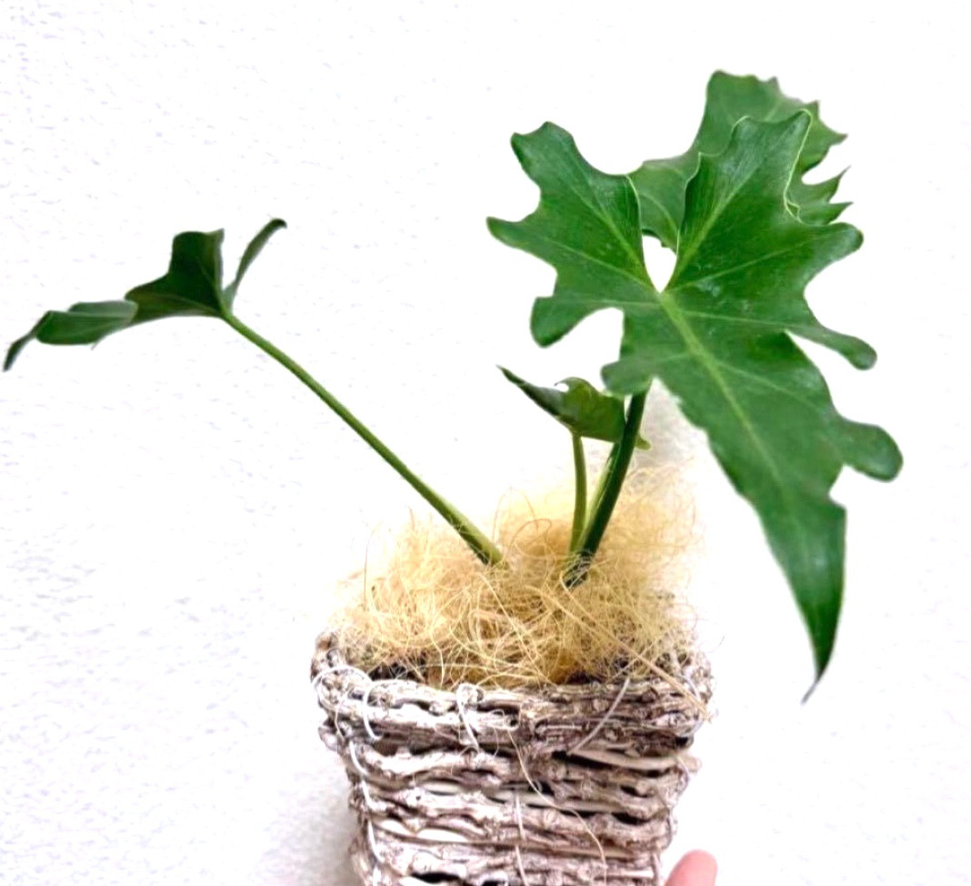 人気の観葉植物♡フィロデンドロン・セローム ♡ポット苗♡グリーン