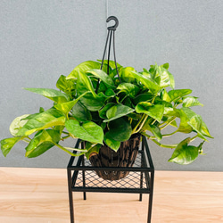 ［現品］【希少】F1 フィカス　グランディス　8号　観葉植物　室内　大型　レア 現品］【希少】☆おすすめ☆ 89番 フィカス グランディス 曲がり 8号