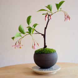 台湾ツゲ｜個性的な樹形｜常緑樹｜盆栽｜bonsai 盆栽 bonsaikiki 通販
