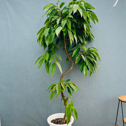現品］【希少】アンスリウム ジャングルブッシュ 8号 観葉植物 室内