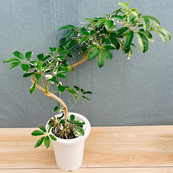 現品］【希少】美株！ サンセベリア バイビット 観葉植物 室内 レア