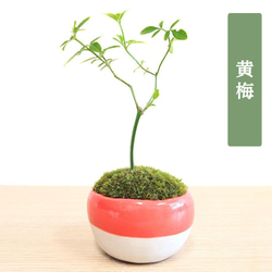 POTOCO ニレケヤキ 欅 陶器鉢 盆栽 観葉植物 豆鉢 小品盆栽 ミニ盆栽