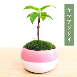 POTOCO クチナシ 観葉植物 赤 陶器鉢 盆栽 豆盆栽 小品盆栽 植物 盆栽