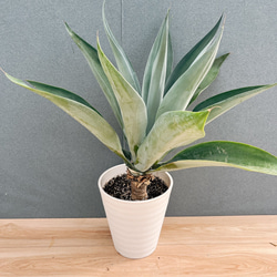 ⭐メキシコソテツ⭐(特大！重量級！) ザミア・フルクラエセア（メキシコソテツ） ※8号鉢サイズ | Botanical56