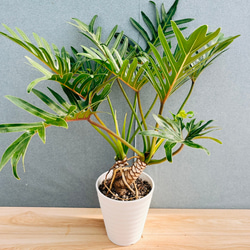 現品］大株！ フィロデンドロン トータム 10号 観葉植物 室内 大型