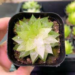多肉植物 アエオニウム 小人の祭り錦 抜き苗 1株 多肉植物 愛多肉-(AI