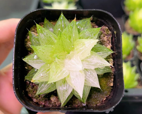 多肉植物 ハオルチア 白砂糖 抜き苗 5cm鉢 1株 多肉植物 愛多肉-(AI