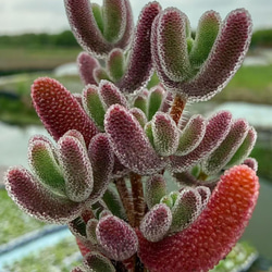 色落ち特価 多肉植物 エケベリア ゼリーオレンジモンロー 7-8cm 大株