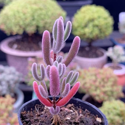 多肉植物 ドロサンテマム Ice crystal キラキラ 小苗 抜き苗 1株 多肉