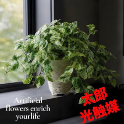 光触媒 人工観葉植物 ウォールグリーン フェイクグリーン サラサ