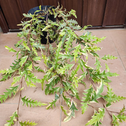 這性 グレビレア ロイヤルマントル 鉢植え オージープランツ
