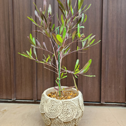 再販 オリーブの木 エルグレコ ワイルドロックテラコッタ鉢植え 苗