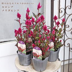 庭木植木 アカシア ダークアイ 5号ポット ミモザ 銀葉 常緑樹 蕾付き