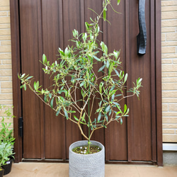 再販 オリーブの木 エルグレコ 寄せ植え 陶器鉢植え 観葉植物 シンボル