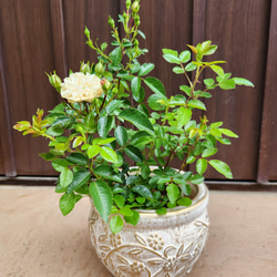 再販 オリーブの木 エルグレコ 寄せ植え 陶器鉢植え 観葉植物 シンボル
