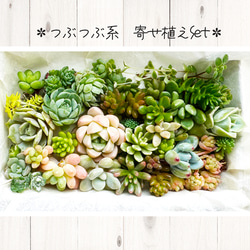 ♡寄せ植えセット♡多肉植物♡ 多肉植物寄せ植えセット のおすすめ人気通販 検索結果｜Creema