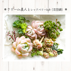 多肉植物寄せ植えセット のおすすめ人気通販 検索結果｜Creema