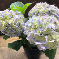 美苗♡カッパーケトル♡黒法師♡多肉植物♡アエオニウム アート