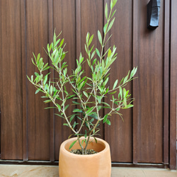 再販 オリーブの木 エルグレコ 寄せ植え 陶器鉢植え 観葉植物 シンボル