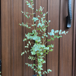 可愛い♪ユーカリ ポポラス テラコッタ鉢植え 苗 シンボルツリーに