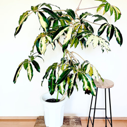 希少》ノンリーフ ストレリチア ユンケア 観葉植物 calm cafe 室内