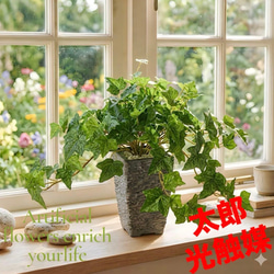 光触媒 人工観葉植物 ウォールグリーン フェイクグリーン ユーカリ高さ
