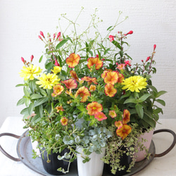 こんもり花姿❤︎小輪ペチュニア【マルベリー】2苗セット 多肉植物