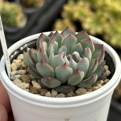 レア品種！【現品】 ☆ザラゴーサSPノバ（子株2付き）多肉植物 自家