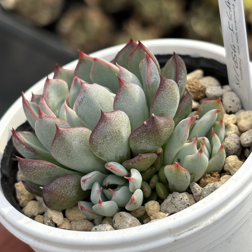 レア品種！【現品】 ☆ザラゴーサSPノバ（子株2付き）多肉植物 自家