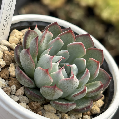 多肉植物…エケベリア♬*°美苗ザラゴーサSPノバ(カキ仔)沢山子株付き！匿名配送 レア品種！【現品】 ☆ザラゴーサSPノバ（子株2付き）多肉植物 自家