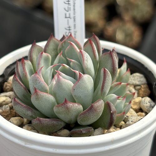 レア品種！【現品】 ☆ザラゴーサSPノバ（子株2付き）多肉植物 自家