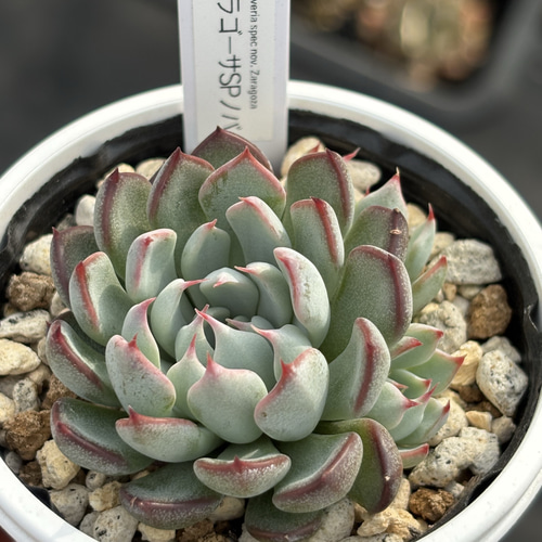 レア品種！【現品】 ☆ザラゴーサSPノバ（子株2付き）多肉植物 自家