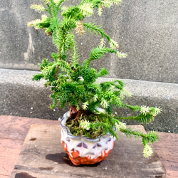 アガベ チタノタ 斑入り 希少株 多肉植物 キコリ 通販 16004857