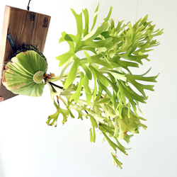 希少》ノンリーフ ストレリチア ユンケア 観葉植物 calm cafe 室内