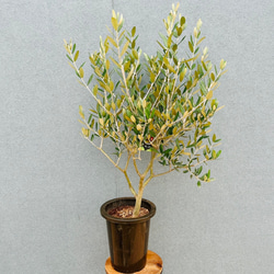 現品］20番 大人気！ フィカスアルテシマ 8号 観葉植物 室内 大型