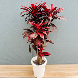 現品］20番 大人気！ フィカスアルテシマ 8号 観葉植物 室内 大型