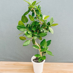 在庫］【希少】アマゾンオリーブ 観葉植物 レア 珍しい 室内 プラ鉢