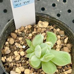 マッコス＊多肉植物＊5カット苗 多肉植物 ＊N＊ 通販 18762301｜Creema