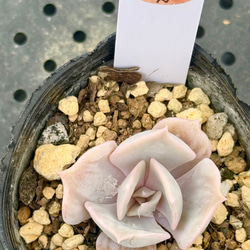 マッコス＊多肉植物＊5カット苗 多肉植物 ＊N＊ 通販 18762301｜Creema