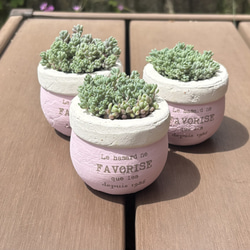 多肉植物 寄せ植え ブリキスクエア鉢(‧̫ )*.ピンク 多肉植物 くるくま