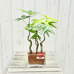 SOUJUオリーブ シプレッシーノ 太幹120cm 創樹 シンボルツリー