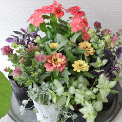 こんもり花姿❤︎小輪ペチュニア【マルベリー】2苗セット 多肉植物