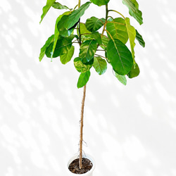 希少》ノンリーフ ストレリチア ユンケア 観葉植物 calm cafe 室内