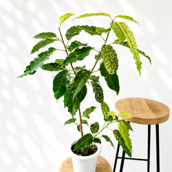 希少》ノンリーフ ストレリチア ユンケア 観葉植物 calm cafe 室内