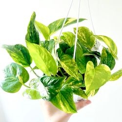希少》ノンリーフ ストレリチア ユンケア 観葉植物 calm cafe 室内
