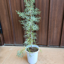 可愛い♪パールアカシア テラコッタ鉢植え ミモザ オージープランツ苗