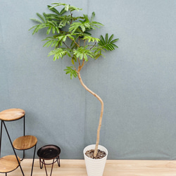 現品］【希少】1番 パンダガジュマル 8号 観葉植物 室内 レア ゴムの木