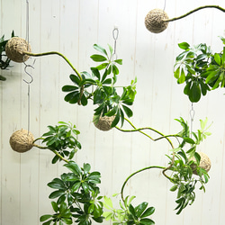 ユーカリ ポプルネア 5号スリット鉢 その他インテリア雑貨 PLANTS SHOP